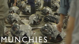 Appetite for Destruction: Eating Bluefin Tuna Into Extinction