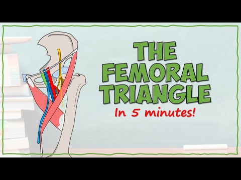 The Femoral Triangle