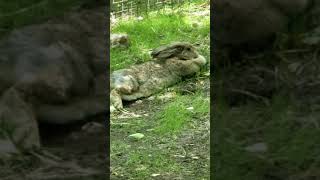 Bronx zoo bunny...real or fake?