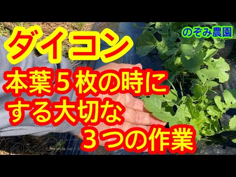 園芸 ドーベントン キャベツ、ドーベントン パーペチュアル ケール