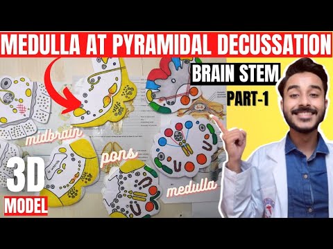Brain stem anatomy 3d | medulla oblongata at pyramidal decussation |  medulla oblongata anatomy