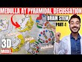 Brain Stem Anatomy 3d Medulla Oblongata At Pyramidal Decussation Medulla Oblongata Anatomy
