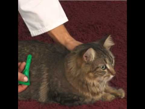 Frontline Plus for Cats, 12 Month Video