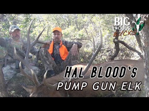Hal Blood's PUMP GUN ELK | Big Woods Bucks Colorado Elk Hunt