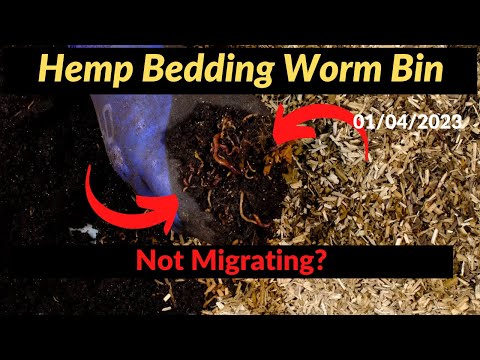 Hemp Bedding in a Worm Bin - No Migration?? 01/04/2023