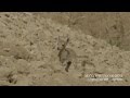 גן יעלים עין גדי Ibex S Spring In Ein Gedi