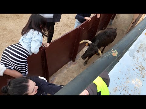 Los Maestros de la Calle en Cortijo Los Expolios LA VACA SE CUELA AL CALLEJÓN