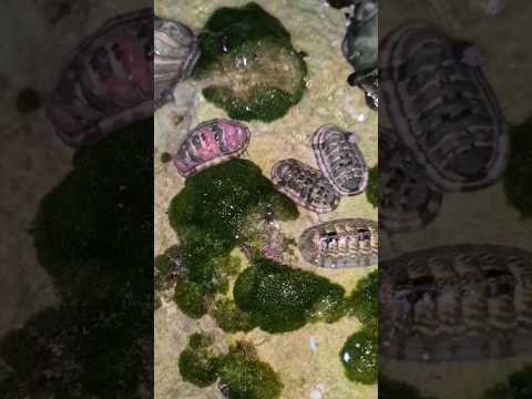 Chitons fish snail - Tidal pool sea life Playa del Carmen Mexico beach #shorts #caribbean #mollusk