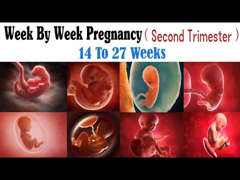 Pregnancy Week By Week 1 41 Weeks Fetal Developments