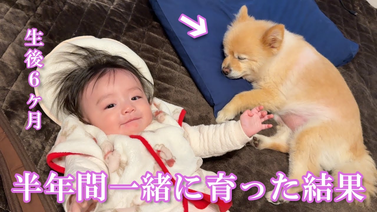 ポメラニアンと半年間一緒に生活した赤ちゃんはこうなりました！