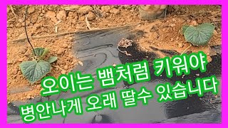 오이는 뱀처럼 키워야 병안나고 오래딸수 있습니다 오이키우기,재배방법 귀농귀촌 전원일기 주말농장 솔림농원 텃밭