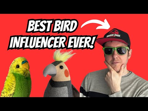 GENERIC BIRD CLICKBAIT TITLE | YOU MUST WATCH THIS TO BE GOOD BIRD OWNER | BUGGIES COCKTAILS MICAWS