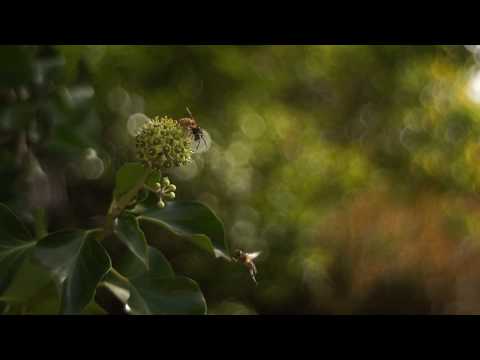 YASHICA ƒ/2,8/35 mm YASHIKOR AUTO