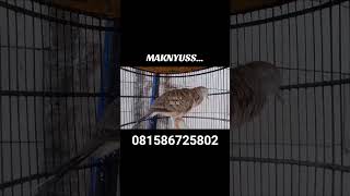 Download lagu SUARA PIYIK PERKUTUT BANGKOK USIA 3 BULAN PRODUK SILWAK BIRD FARM#perkututbangkok #burungperkutut mp3