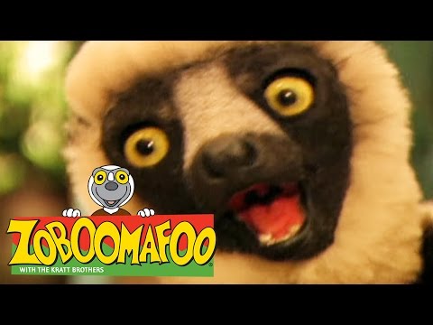 🐒 Zoboomafoo 🐒 121 | Giants - Full Episode | Kids TV Shows