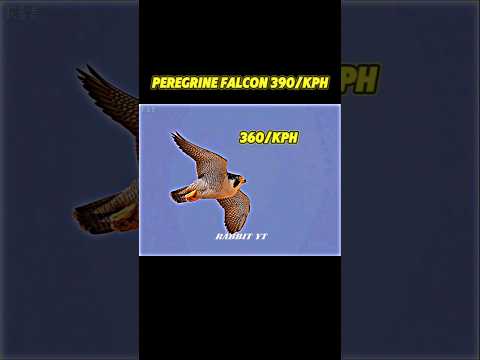 Peregrine falcon vs bald eagle vs big duck enjoy. film#animals#trending#peregrinefalcon#wildlife