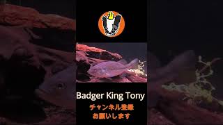 Badger King Tony Fish tank in USA