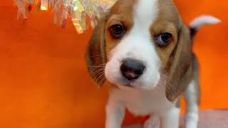 ビーグルの動画01