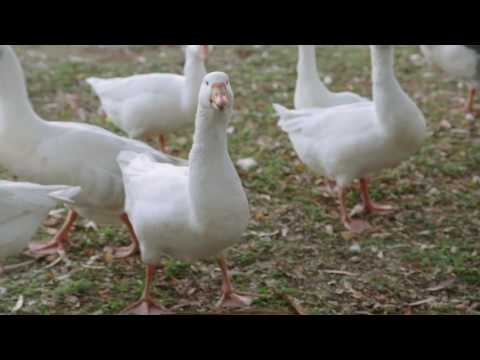 download lagu mp3 mp4 Hunza Pie, download lagu Hunza Pie gratis, unduh video klip Hunza Pie