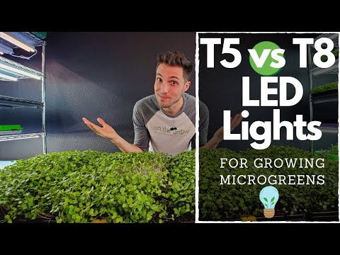 BEST CHEAP LED Lights for Growing Microgreens!?! Barrina T5's vs T8's
