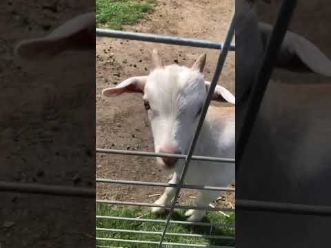 屋久島発 田舎暮らし通信: 生後二ヶ月のトカラヤギ