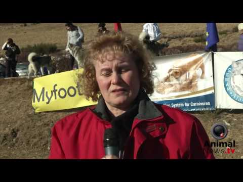 Winter Winner 2017 - Malamute Day 2017 - Interview with Katia Maffezzoni