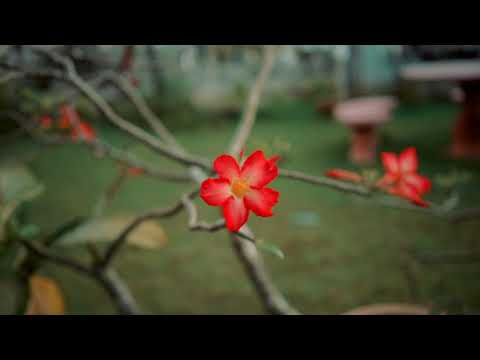 (Nothing But) Flowers