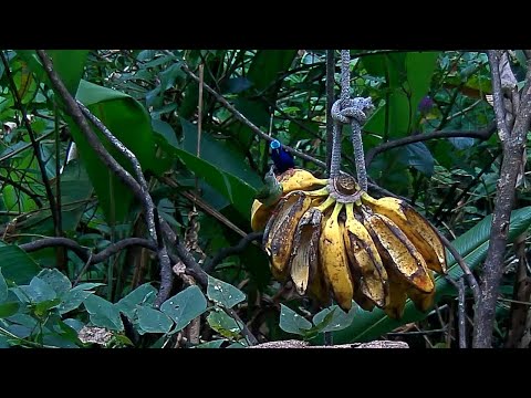 A Diverse Afternoon At The Panama Fruit Feeder: Featuring Red-legged Honeycreepers – April 22, 2020