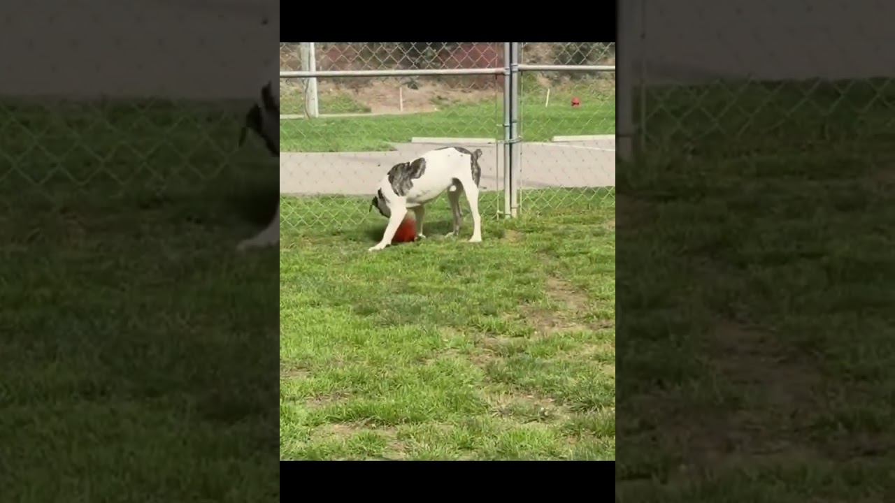 Enlarge Julian, a Adoptable mixed breed in Shippenville, PA video 4/6