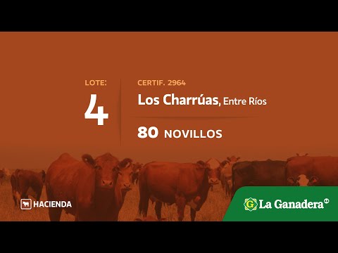 Lote Novillos en Charruas