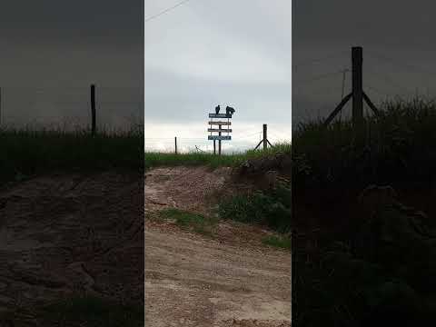 TORRE DE PEDRA SP