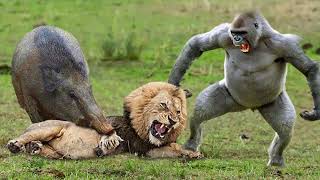 OMG! Gorilla Catch Lion Cubs When Mother Lion Hunting Warthog, And The Unexpected For Gorilla
