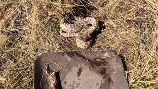 Headless rattlesnake weed whacker accident!
