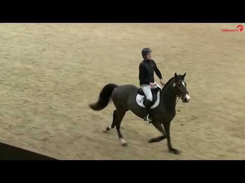 Cornets Pleasure WW Addington Better Breeding Stallion Show 2020