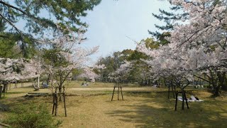 松が丘公園　桜