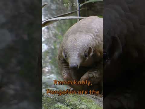 A Real Pokémon: The Pangolin! 🛡️🛡️