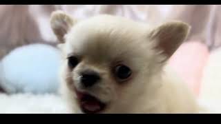 チワワ（ロング）の動画01