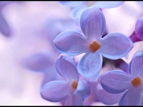 Dragoljub Lazarević - Jorgovane, cveće najmilije