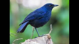 Download lagu mp3 burung ciung batu kecil mp3