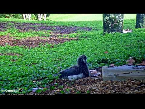 Hawaiian Moorhen Meanders Next to Kalama – Apr. 28, 2017