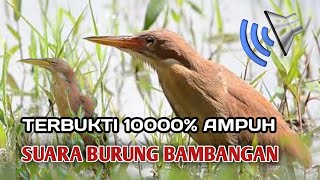 Download lagu SUARA BURUNG BAMBANGAN COKLAT | SUARA PIKAT BURUNG BAMBANGAN MERAH TERBUKTI 10000% mp3 Download lagu SUARA BURUNG BAMBANGAN COKLAT | SUARA PIKAT BURUNG BAMBANGAN MERAH TERBUKTI 10000% mp3