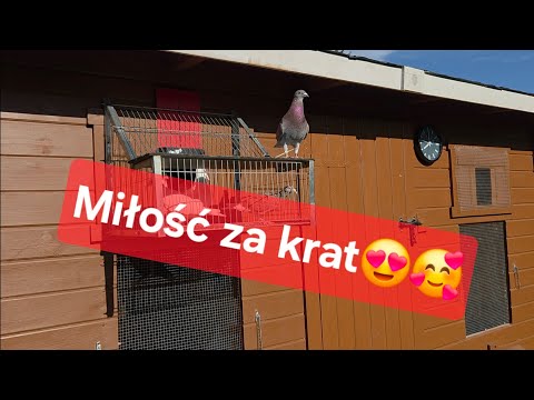 I am assembling an aviary for young pigeons 03/07/2025🥵