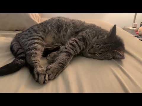 The cat moves her ears while stretching