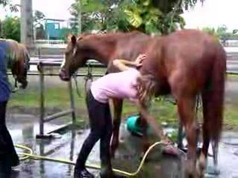comment nettoyer fourreau d'un cheval