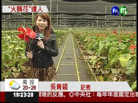 內門"花王"獨門栽培 紫火鶴飄香!