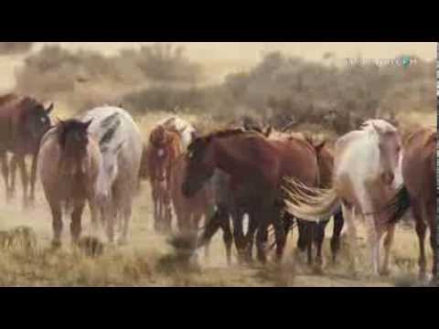 , title : 'Mustang guerreros | Naturaleza Salvaje | Discovery Latinoamerica'