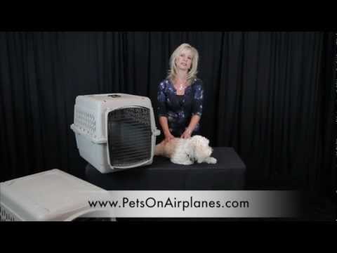 Pets On Airplanes: 