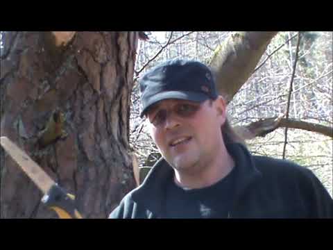 Kienspan  sammeln, finden, ernten Fatwood Mayasticks Bushcraft