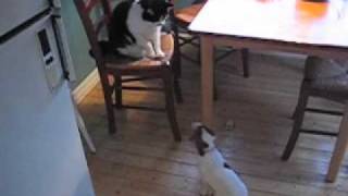 preview picture of video 'VERY cute puppy want's to play with VERY tired cat'
