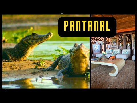 COMO É O PANTANAL DO MATO GROSSO! - EP. 5 [4K]